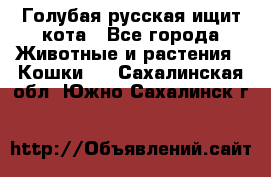 Голубая русская ищит кота - Все города Животные и растения » Кошки   . Сахалинская обл.,Южно-Сахалинск г.